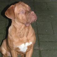 Dogue de bordeaux Armani