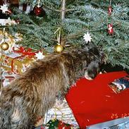 Gravhund rufus fars dreng