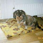 Gravhund rufus fars dreng