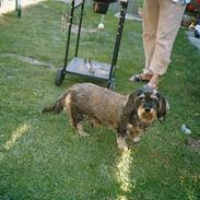 Gravhund rufus fars dreng