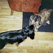 Gravhund rufus fars dreng