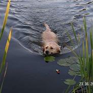 Labrador retriever Bølle