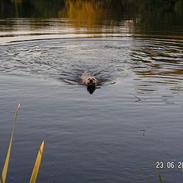 Labrador retriever Bølle