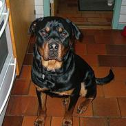 Rottweiler Samson