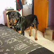 Rottweiler Samson