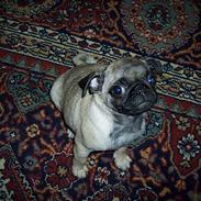 Mops Fifi Tusindfryd