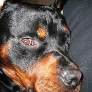 Rottweiler Samson