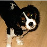 Cavalier king charles spaniel Mille