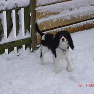 Cavalier king charles spaniel Mille