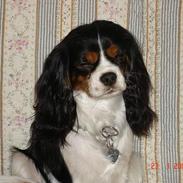 Cavalier king charles spaniel Mille