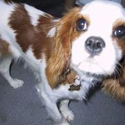 Cavalier king charles spaniel mille