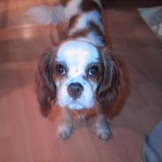 Cavalier king charles spaniel mille