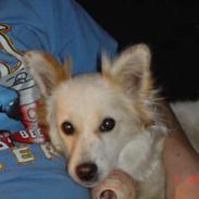 Blanding af racer Millle