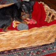 Blanding af racer TRYG (Prazsky Krysarik)