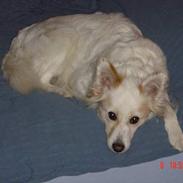 Blanding af racer Millle