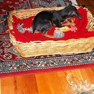 Blanding af racer TRYG (Prazsky Krysarik)