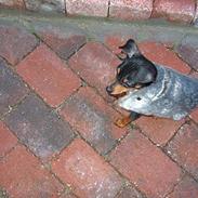 Blanding af racer TRYG (Prazsky Krysarik)