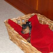 Blanding af racer TRYG (Prazsky Krysarik)