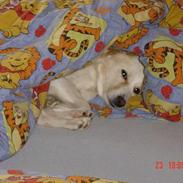 Blanding af racer Millle