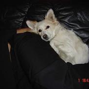 Blanding af racer Millle