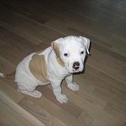 Blanding af racer Bosco R.I.P :(