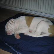 Blanding af racer Bosco R.I.P :(
