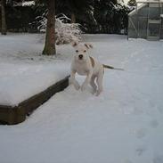 Blanding af racer Bosco R.I.P :(