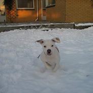 Blanding af racer Bosco R.I.P :(
