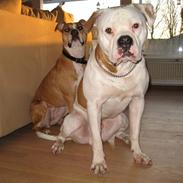 Blanding af racer Bosco R.I.P :(