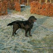 Flat coated retriever Bellis - Hvil i Fred