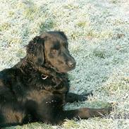 Flat coated retriever Bellis - Hvil i Fred