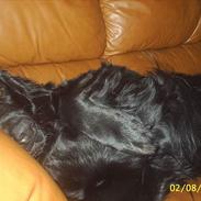 Flat coated retriever Bellis - Hvil i Fred