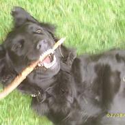 Flat coated retriever Bellis - Hvil i Fred