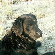 Flat coated retriever Bellis - Hvil i Fred