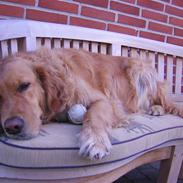 Golden retriever Simba