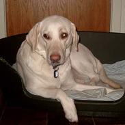 Labrador retriever Molly