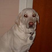 Labrador retriever Molly