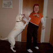 Labrador retriever Molly