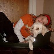 Labrador retriever Molly