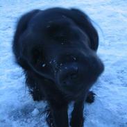 Labrador retriever Molly