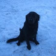 Labrador retriever Molly