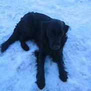Labrador retriever Molly