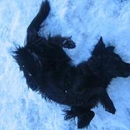 Labrador retriever Molly