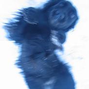 Labrador retriever Molly