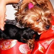 Yorkshire terrier Daisy Doll
