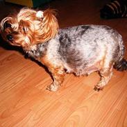 Yorkshire terrier Daisy Doll