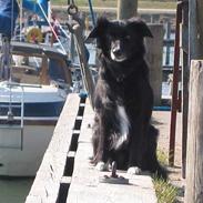 Border collie Trunte