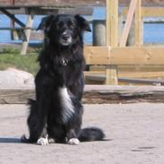 Border collie Trunte