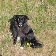 Border collie Trunte