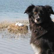 Border collie Trunte